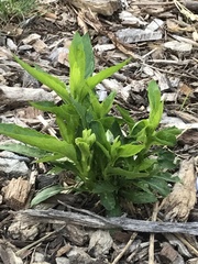 Lobelia cardinalis