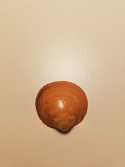 Glycymeris nummaria