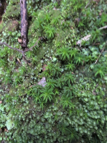 Pogonatum subulatum observed 2026-10-12