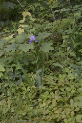 Iris × hybrida