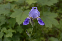 Iris × hybrida