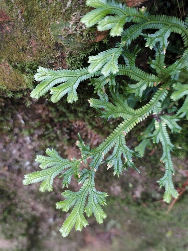 Selaginella doederleinii observed 2026-10-12