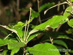Croton cascarilloides