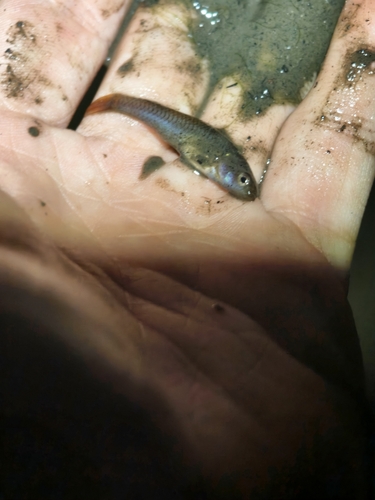 Firetail Gudgeon