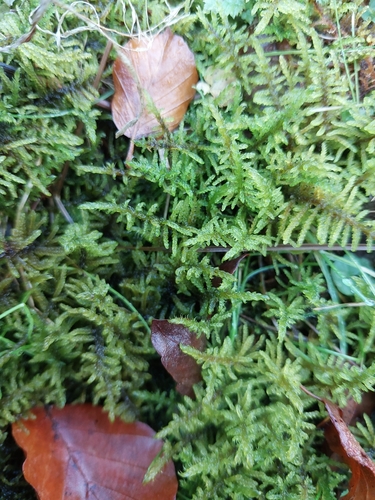 Palustriella commutata observed 2026-10-12