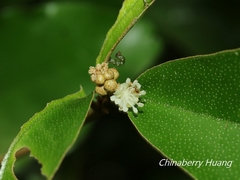 Croton cascarilloides