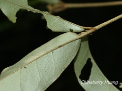 Croton cascarilloides