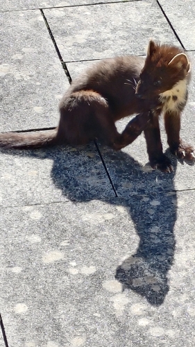 Eurasian Pine Marten