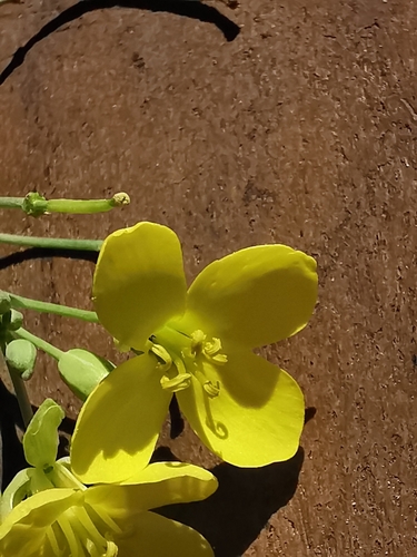 Perennial Wall-rocket