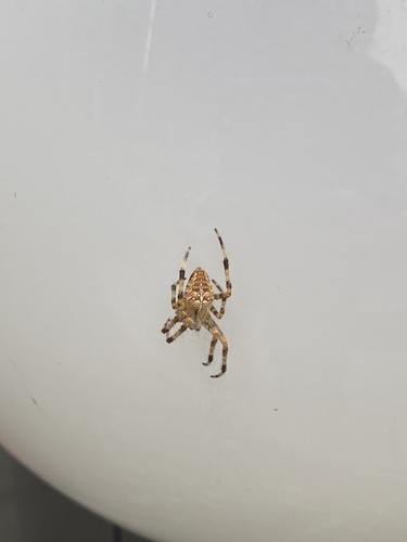 Cross Orbweaver