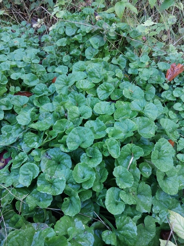 Pyrenean Scurvygrass
