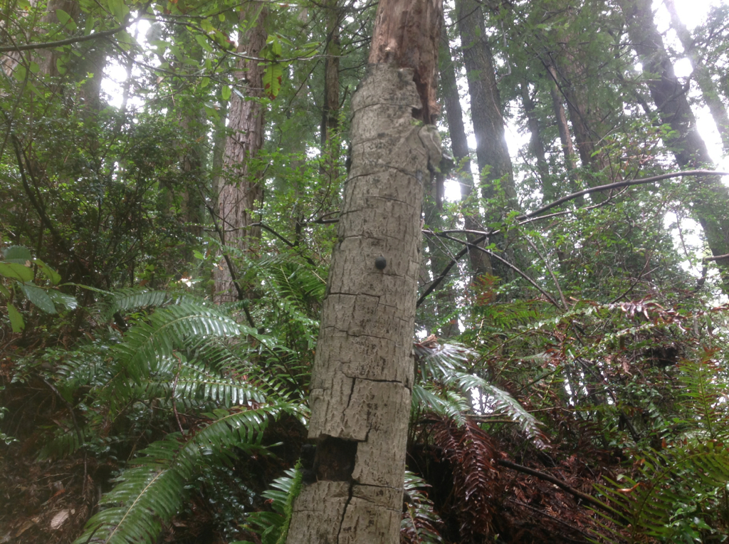 Annulohypoxylon thouarsianum image