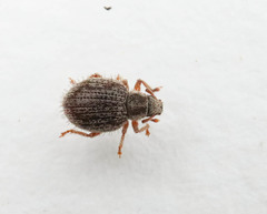 Brachysomus echinatus