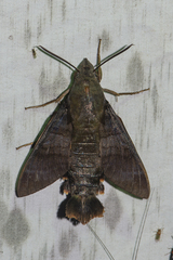 Macroglossum corythus