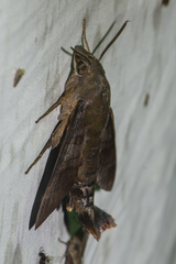 Macroglossum corythus