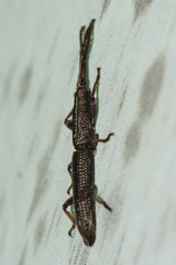 Hormocerus reticulatus