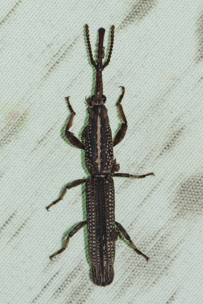 Hormocerus