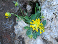 Anthyllis vulneraria