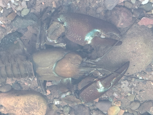 Signal Crayfish