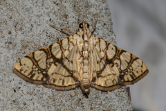 Glyphodes caesalis