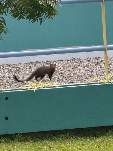 Ruddy Mongoose
