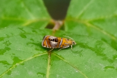 Olethreutes arcuella