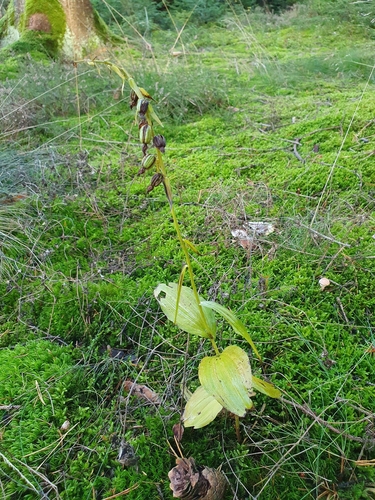 Broad-leaved helleborine