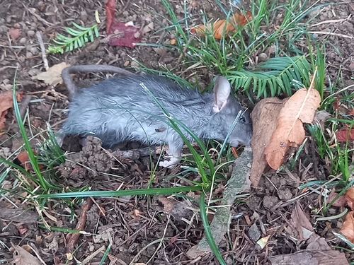 Black Rat