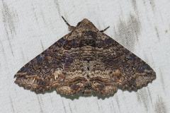 Pericyma