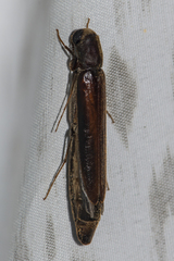Lymexylidae
