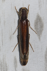 Lymexylidae