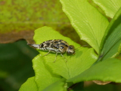 Glipa malaccana