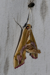 Agathodes ostentalis