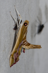 Agathodes ostentalis