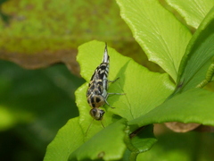 Glipa malaccana