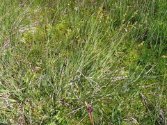 Carex canescens