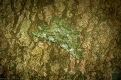 Aeolochroma viridicata