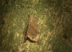 Crocidolomia suffusalis