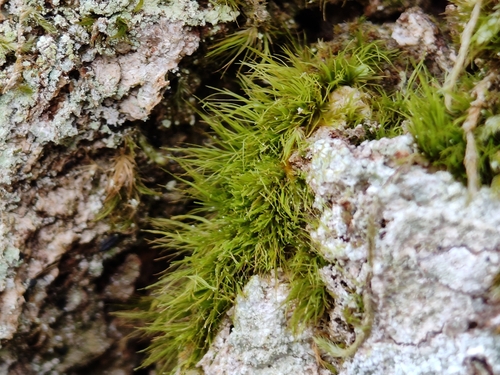 Dicranum viride observed 2026-10-12