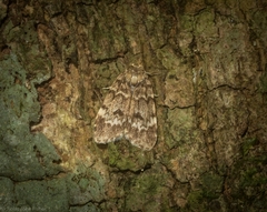 Scaphidriotis xylogramma