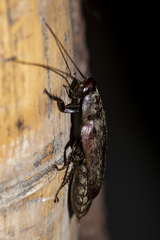 Diploptera punctata