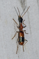 Ophionea nigrofasciata