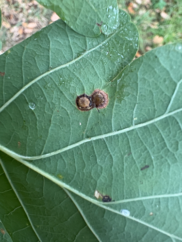 Silk-Button Spangle Gall Wasp