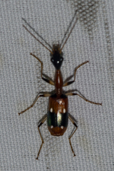 Ophionea nigrofasciata