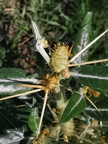 spiny cocklebur