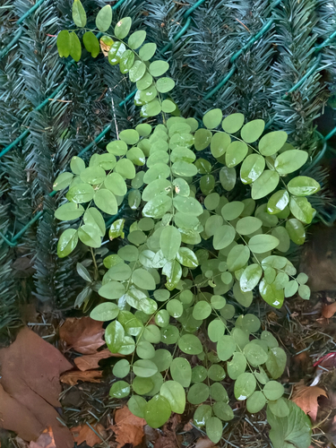 Styphnolobium japonicum observed 2026-10-12