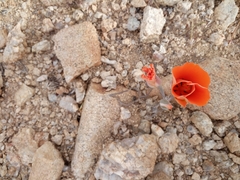 Calochortus kennedyi