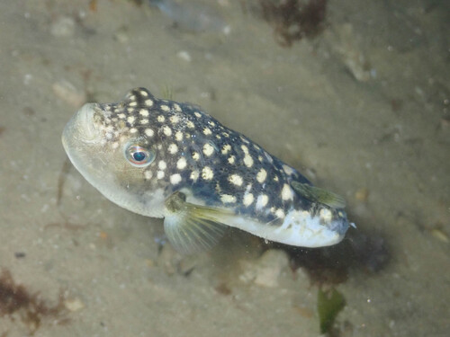 Amblyrhynchotes honckenii observed 2026-10-10