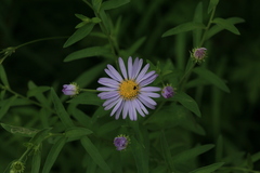 Aster pekinensis