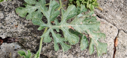 Citrullus lanatus observed 2026-10-12
